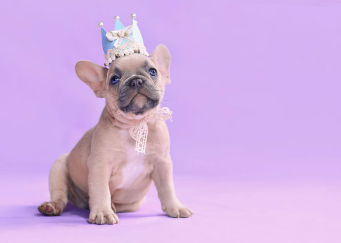 Royal Dog Names That Start With E