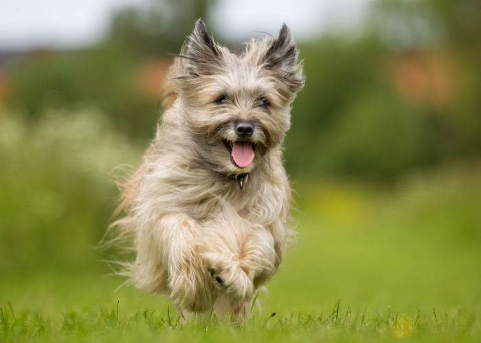 Running Pyrenean Shepherd