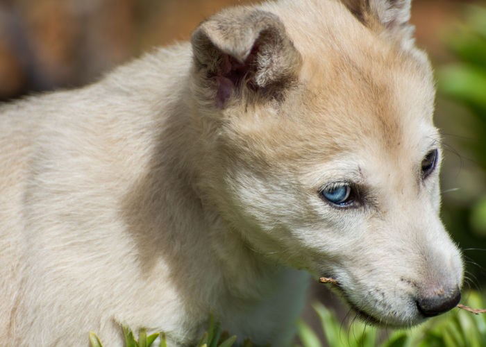 Shepsky Puppy