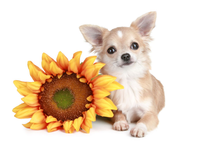 can dogs eat sunflowers