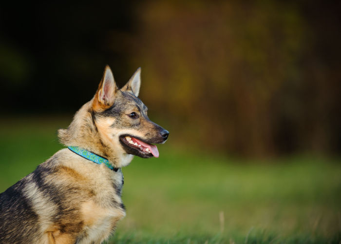 Swedish Vallhund Dog Breed