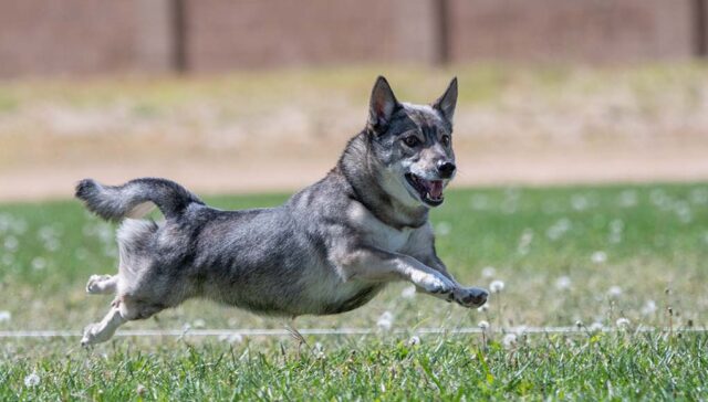 Swedish Vallhund Featured Image