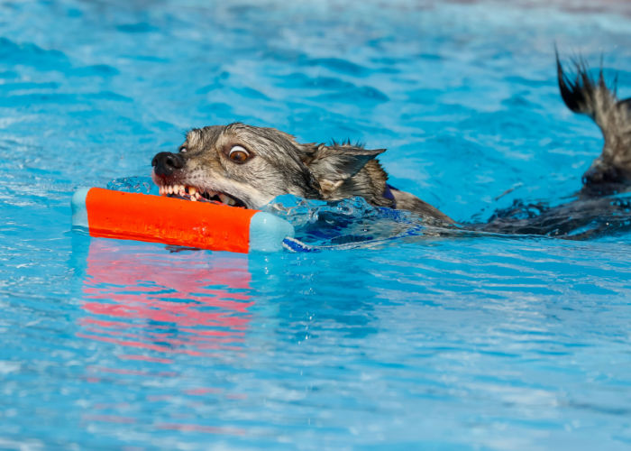 Swedish Vallhund Swimming