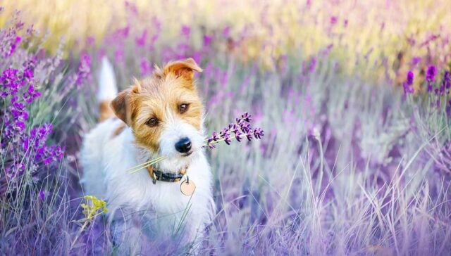 Flowers Toxic For Dogs