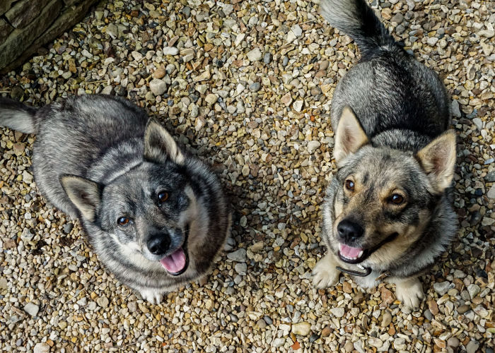 Two Vallhunds