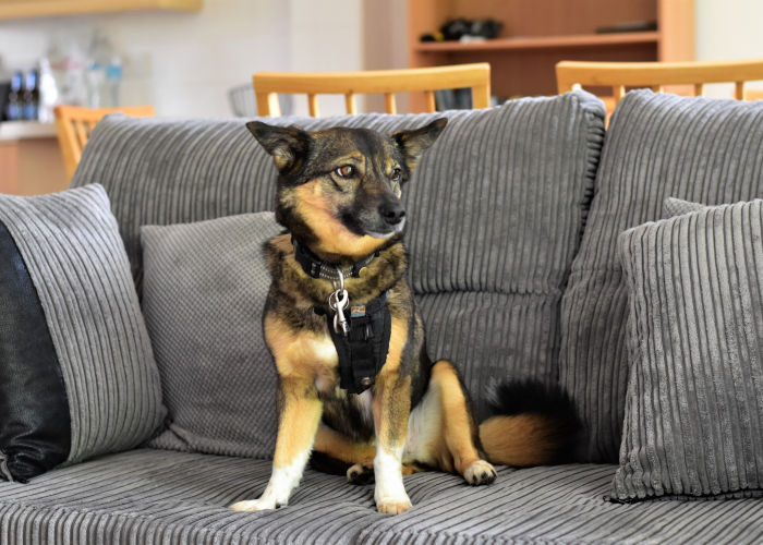 Vallhund Chilling in the Sofa