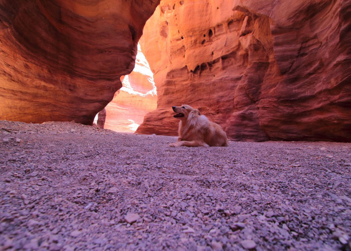 a dog at the grand canyon national park