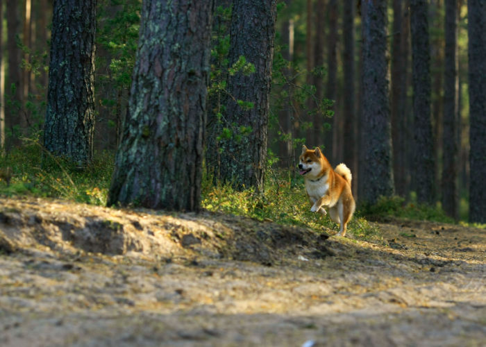 a dog names nature-inspired