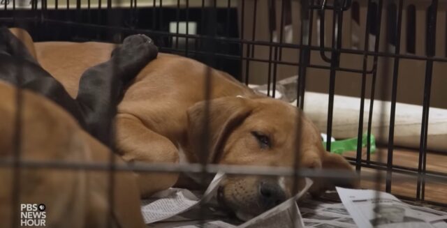 animal shelters receive more pets than adoptions