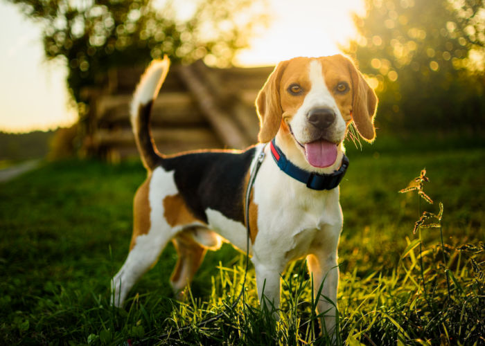 beagle parent of poogle