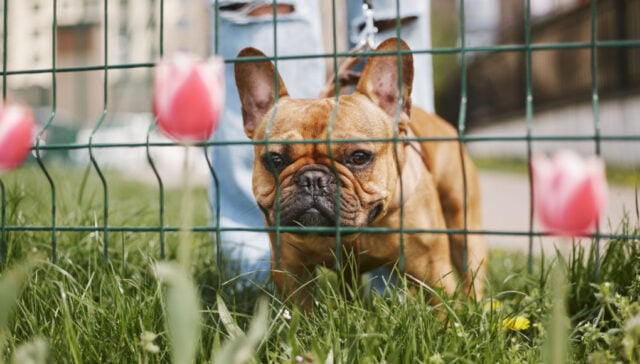 best fenced dog parks in the US