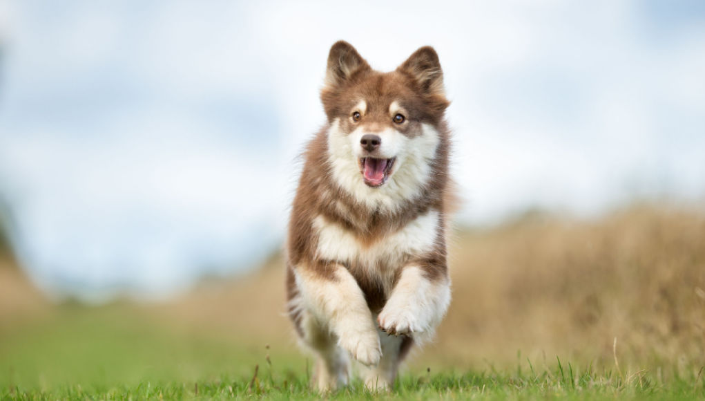 brown dog names