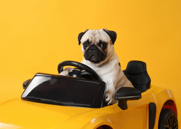 dog on a toy car 