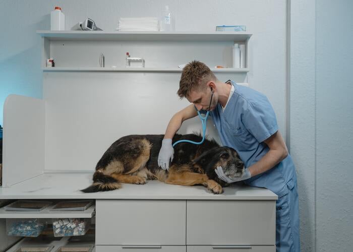 risk of dog eating pineapples; will pineapple hurt dogs; large dog being examined by a vet