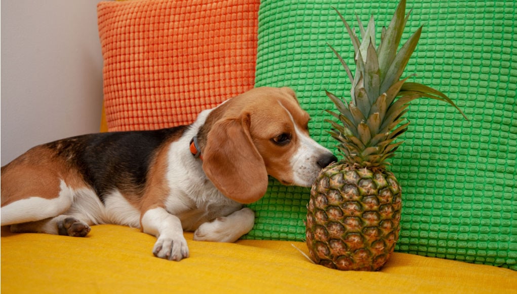 can dogs eat pineapples featured image