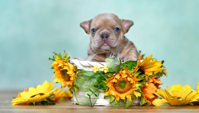 can dogs eat sunflower