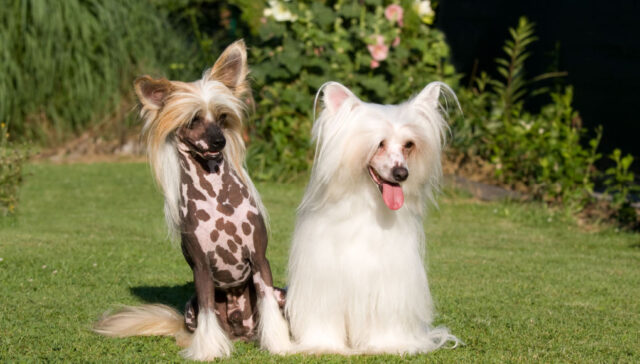 chinese crested dog