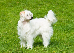 chinese crested powderpuff variety