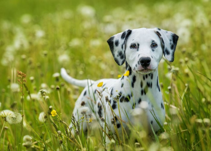 dalmatian puppy