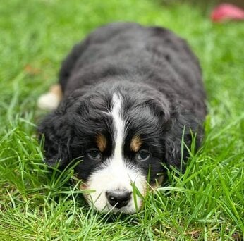 dog almost dies after eating a hot cross bun