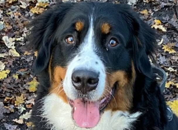 dog almost dies of hot cross bun poisoning