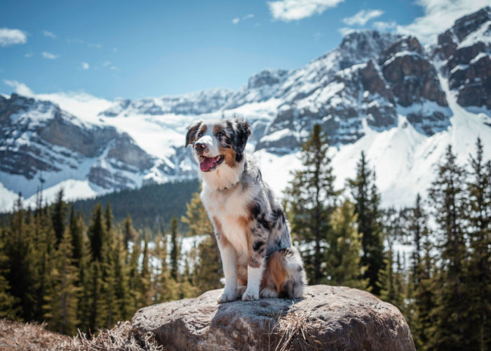 dog at the glacier national park in the US