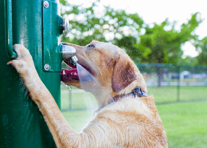 dog drinking from water dispenser