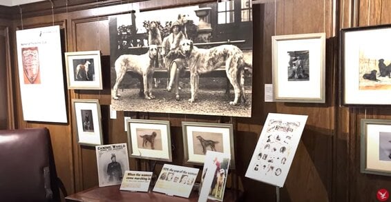 dog exhibit at the kennel club art gallery during the 150th anniversary