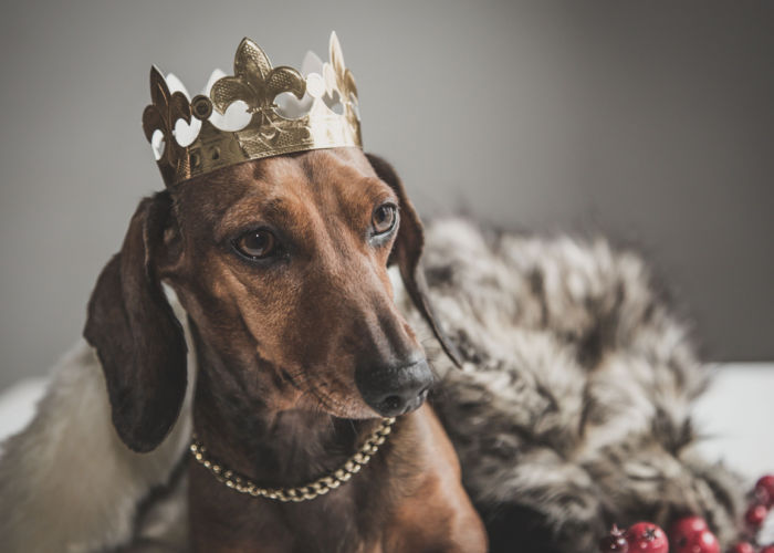 dog names beginning with a royals-inspired