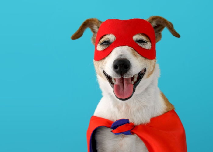 dog names starting with c inspired by superheroes