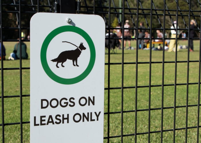 dog on leash dog park