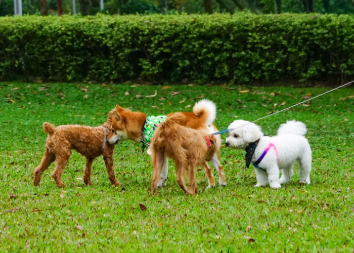 dog park diseases 