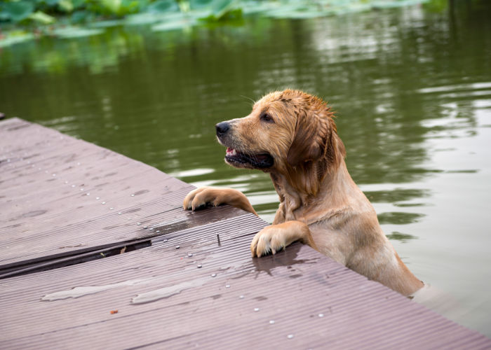 dog swimming in a lake