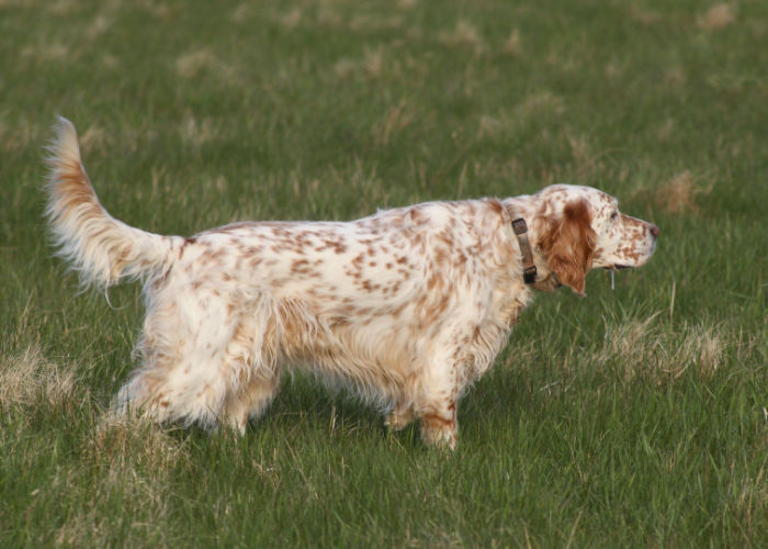 english setter brown and white