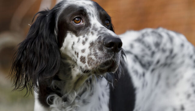 english setter dog