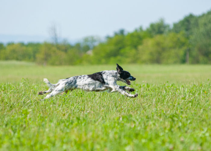 english setter dog