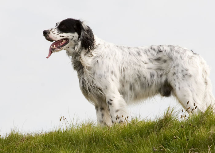 english setter