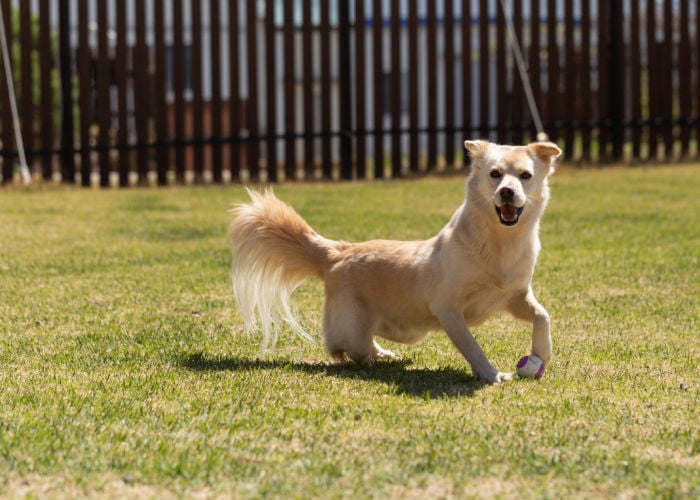 fenced dog parks in portland