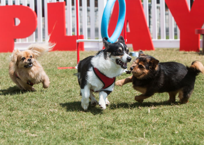 fenced dog parks in san francisco