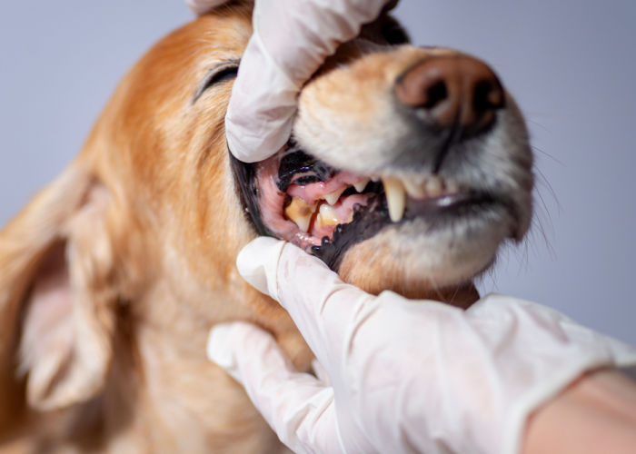 gum disease in dogs