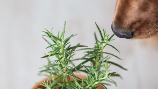 herbs toxic to dogs featured image