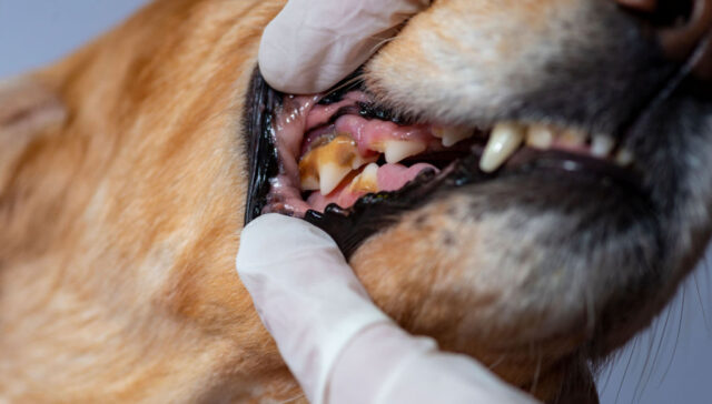 how to prevent gum disease in dogs featured image