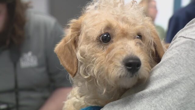 Humane society of Missouri rescues 41 dogs