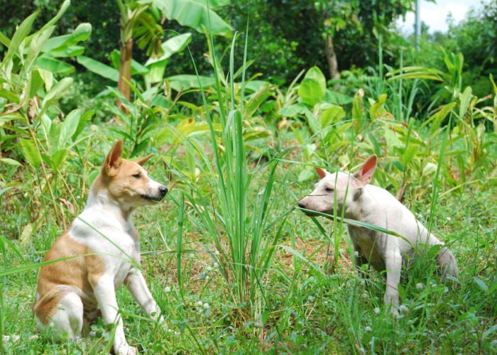 is lemongrass safe for dogs