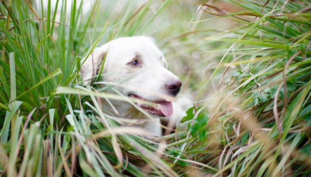 is lemongrass safe for dogs featured image