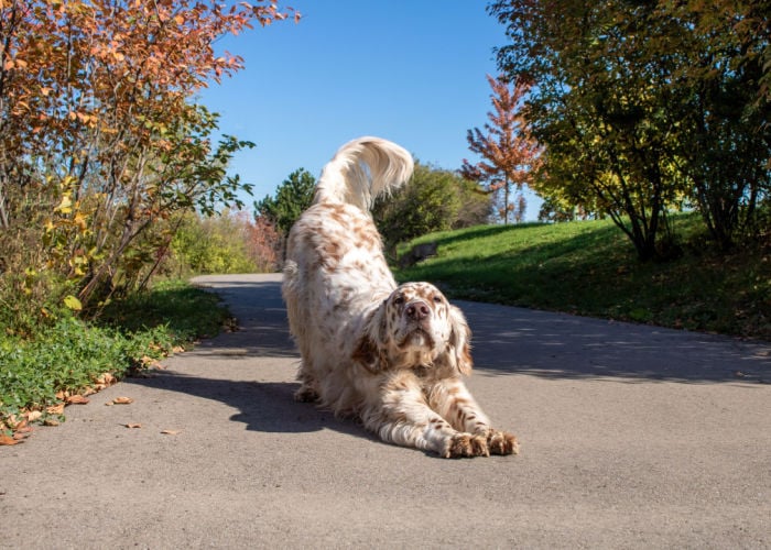 llewellin setter