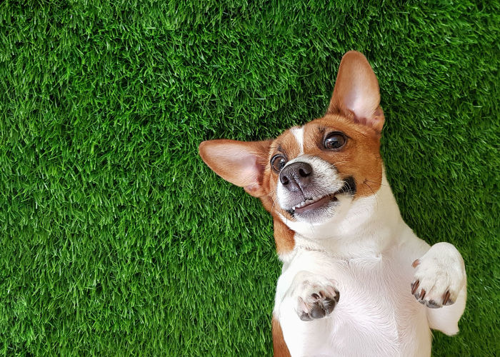 A silly brown and white dog lying on its back smiling up to the camera; fun brown dog name ideas