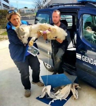 meatball poisoning in dogs during French Canicross race