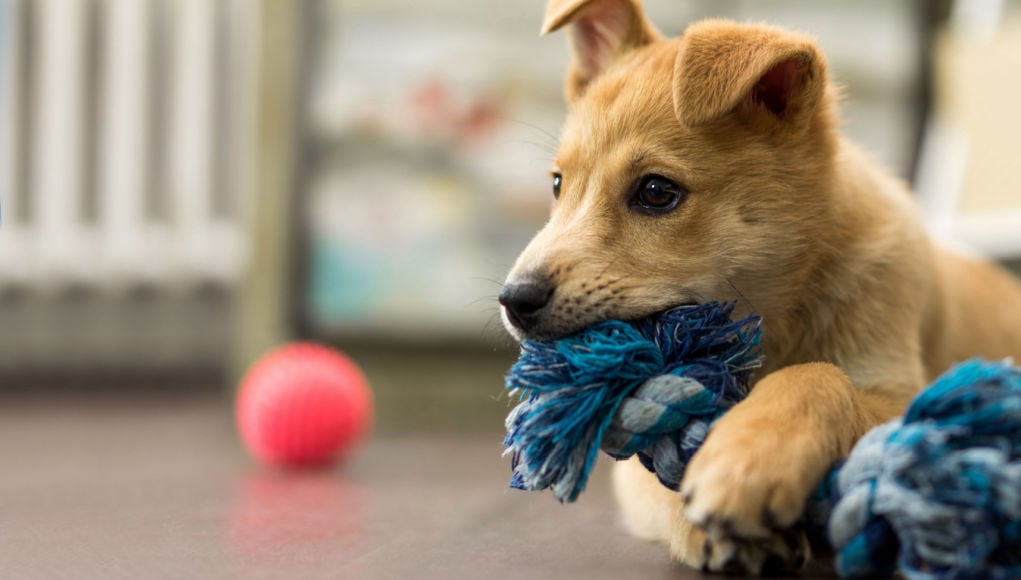 Puppy playing with a rope tug toy