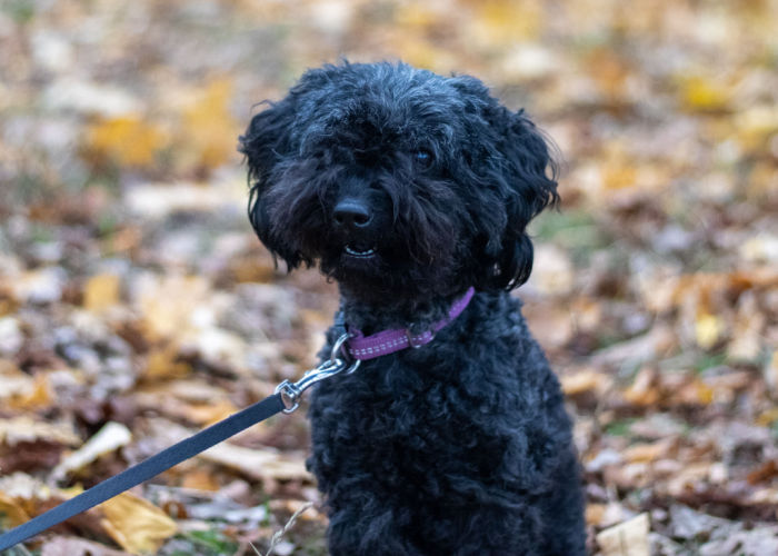 poodle and jack russel terrier mix